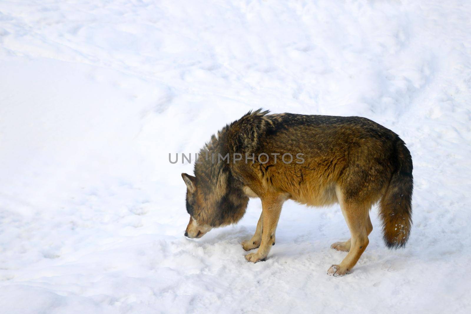 Close-up of a wolf that smelled a trail in the snow