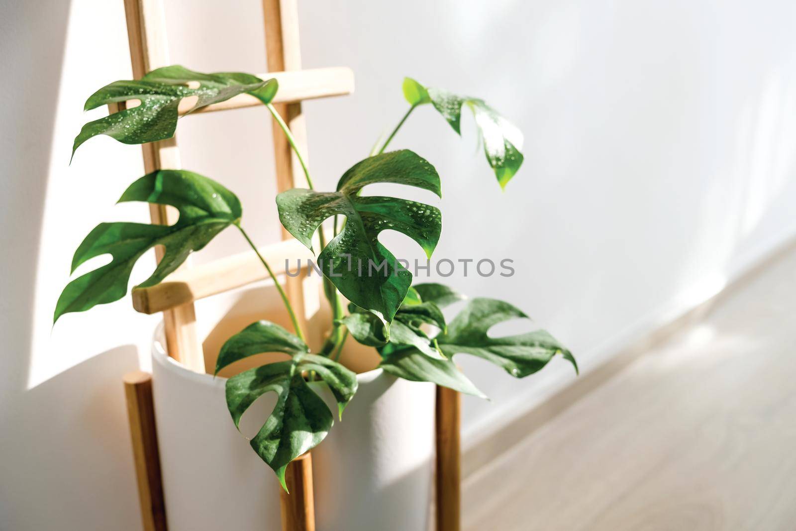 Mini monstera Rhaphidophora tetrasperma or Ginny philodendron in white ceramic pot by Myimagine