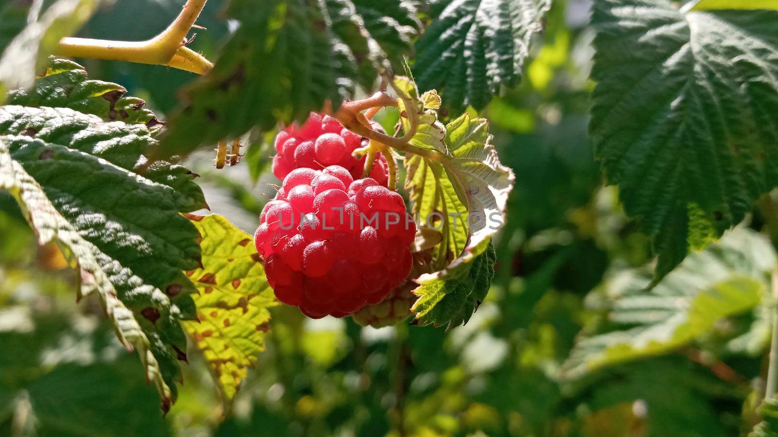 Organic raspberries on bush, copy space. Cultivation, food. Raspberry plantation. Growing berries closeup. Raspberry plant, raspberry bush. Ripe raspberry on branch in fruit garden