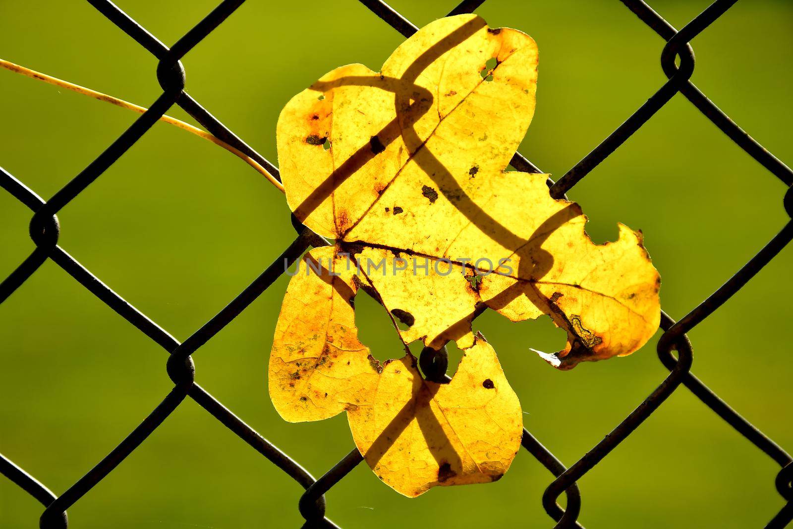 autumnal colored maple leaf in a fence in backlit
