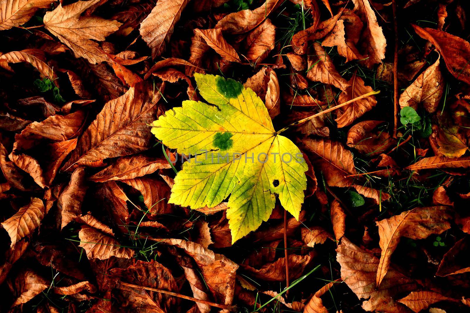 autumnal colored yellow maple leaf ina heap of brown leaves by Jochen