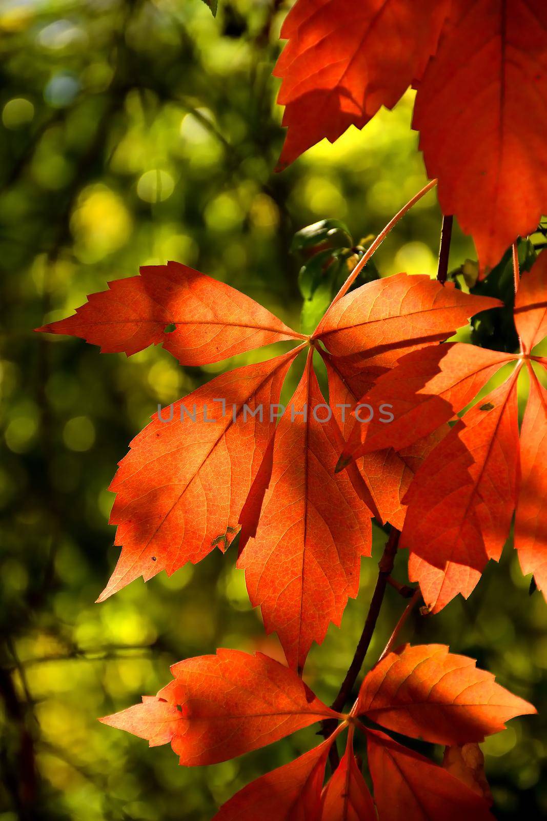 wild wine leaves in autumnal colors in backlit