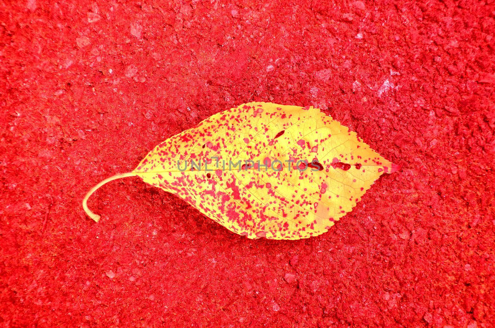 Infrared photo of an autumnal painted leaf on a street floor by Jochen