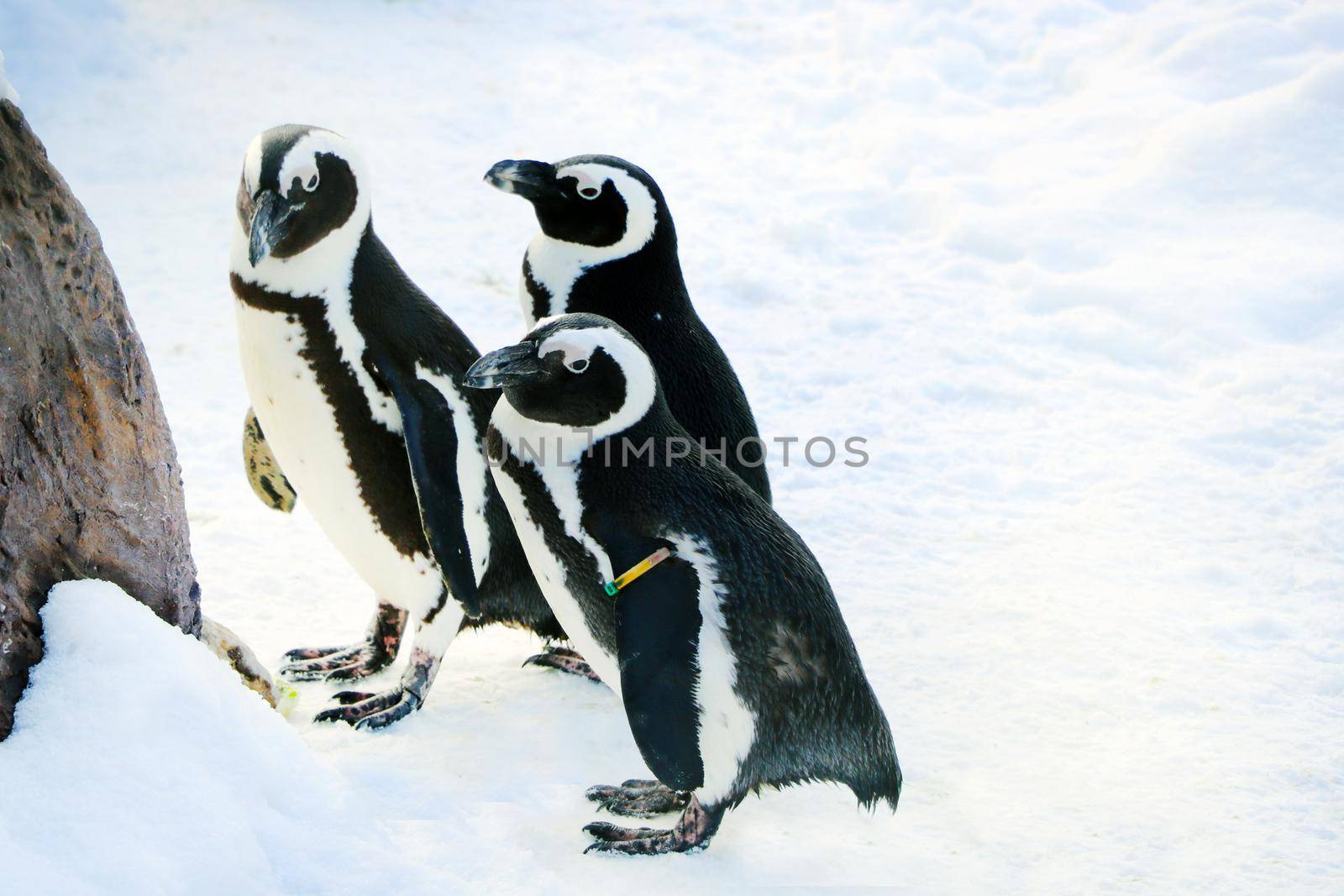 Funny penguins stand in the snow on a sunny winter day