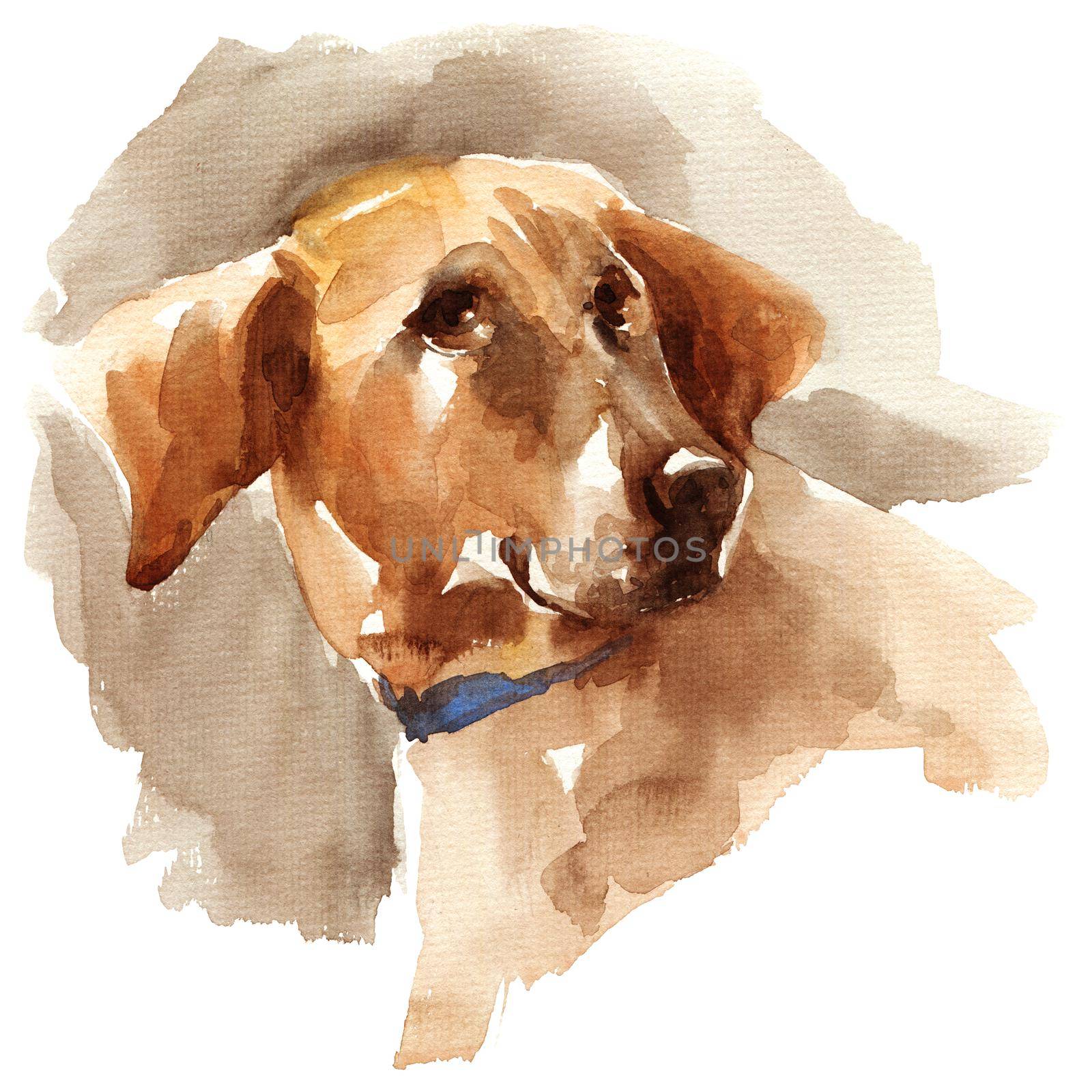 Watercolor illustration - portrait of brown big dog, hand drawn sketch on white background