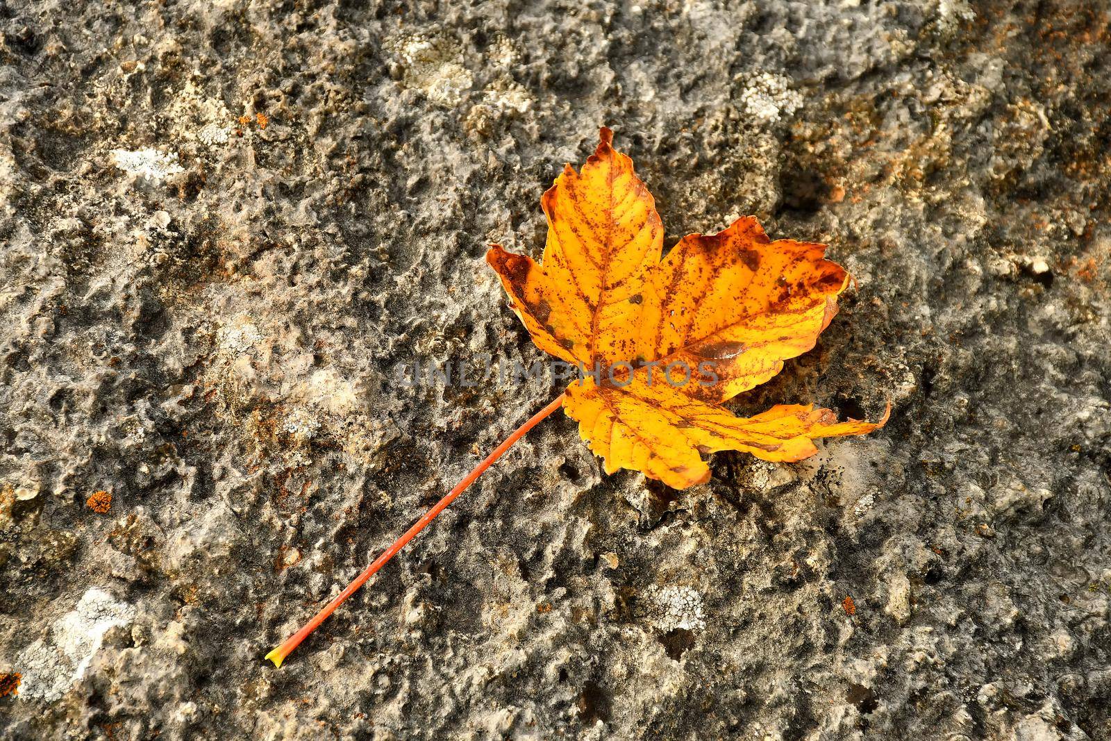 autumnal colored maple leaf on a street floor by Jochen