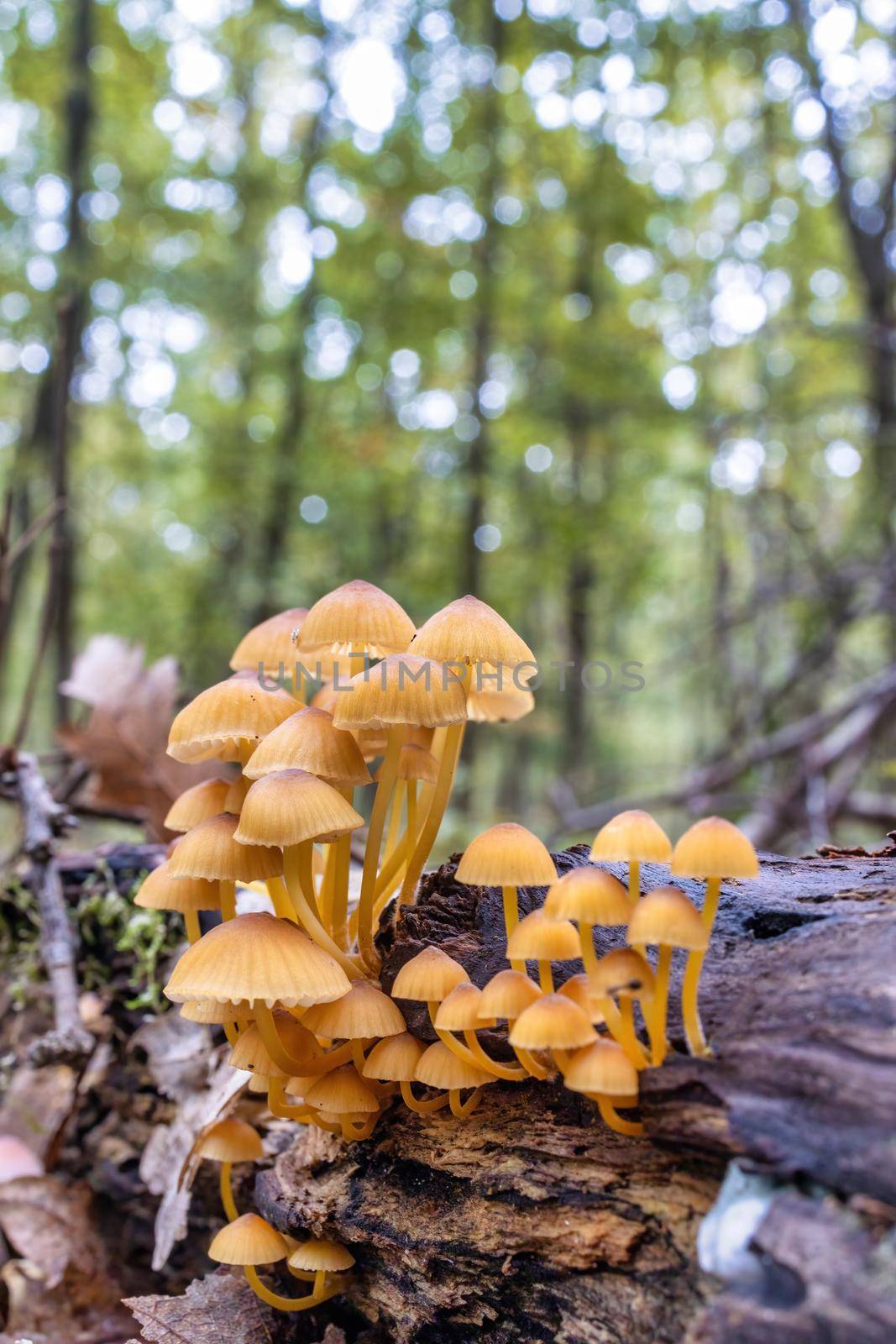 A group of mushrooms on a trunk in autumn in the forest by Digoarpi