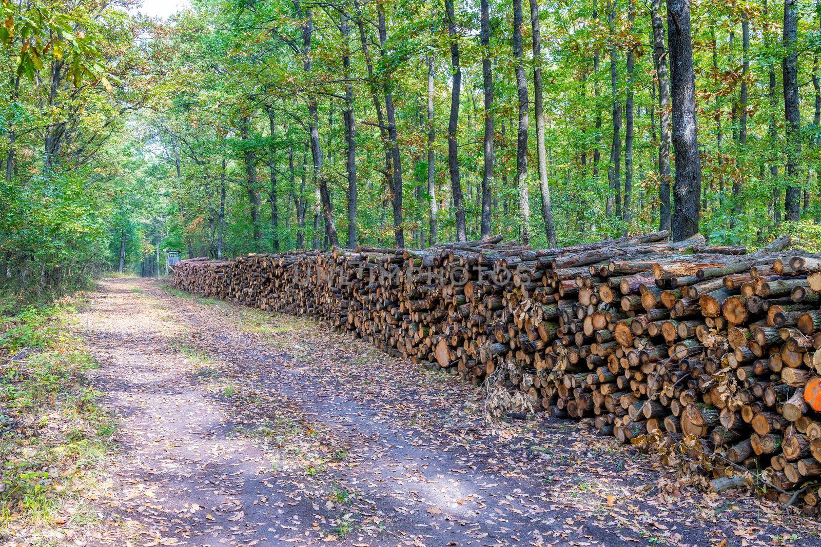 A big pile of wood in a forest road by Digoarpi