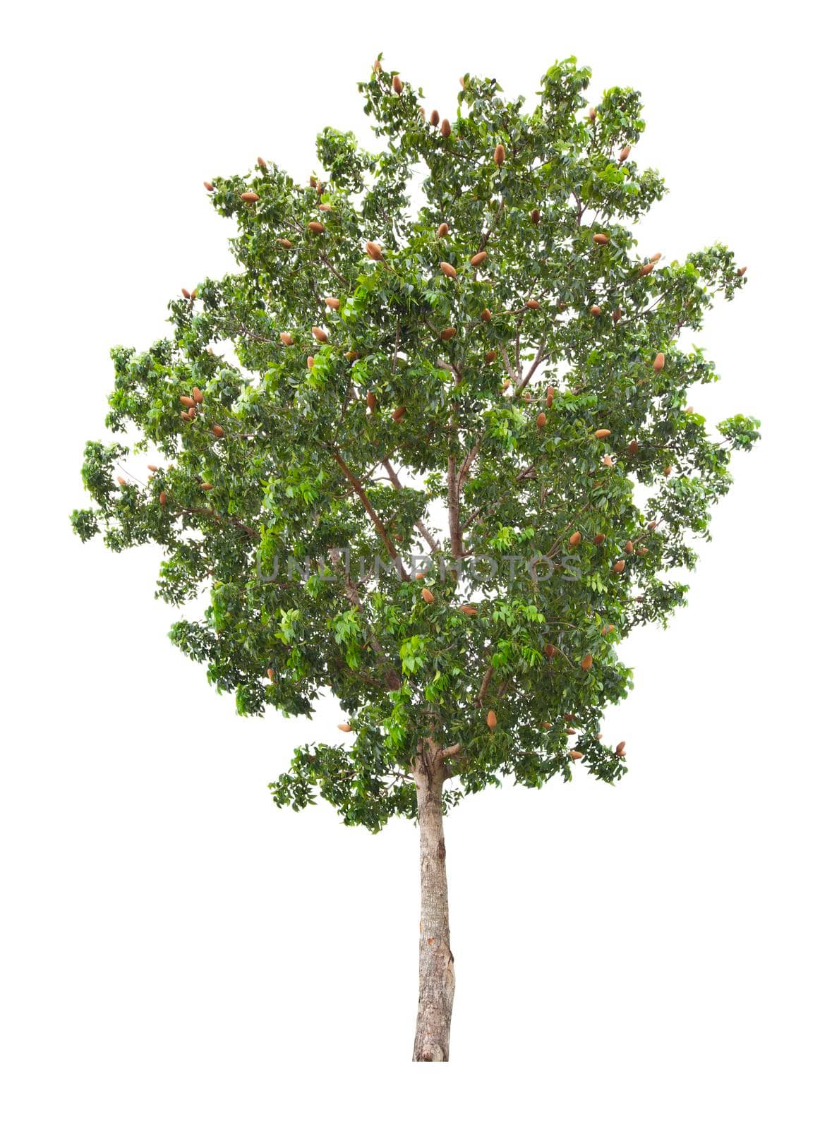 The freshness big green tree isolated on white background.