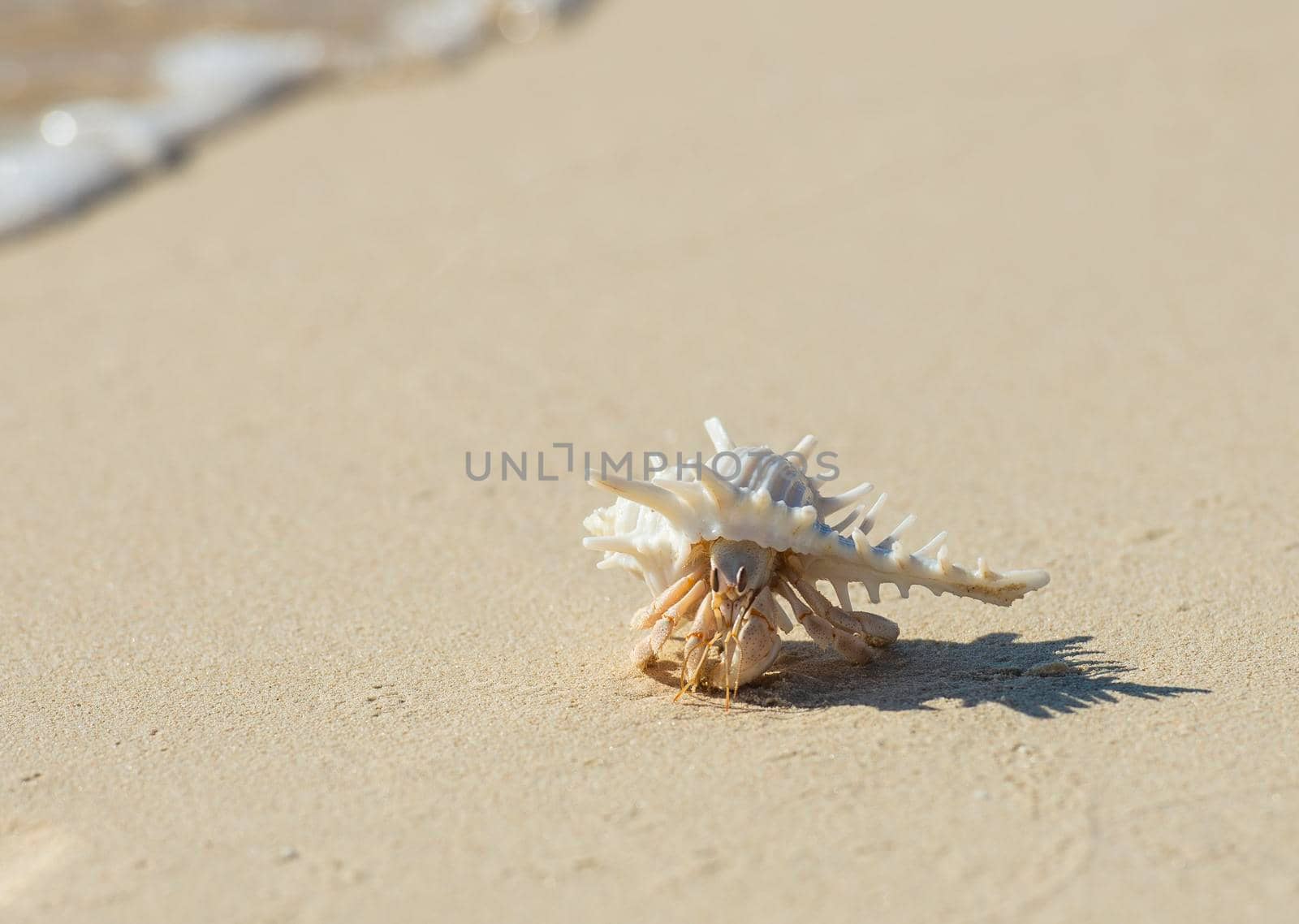 Closeup detail of hermit crab in a white spiky seashell on sandy tropical beach with shadow