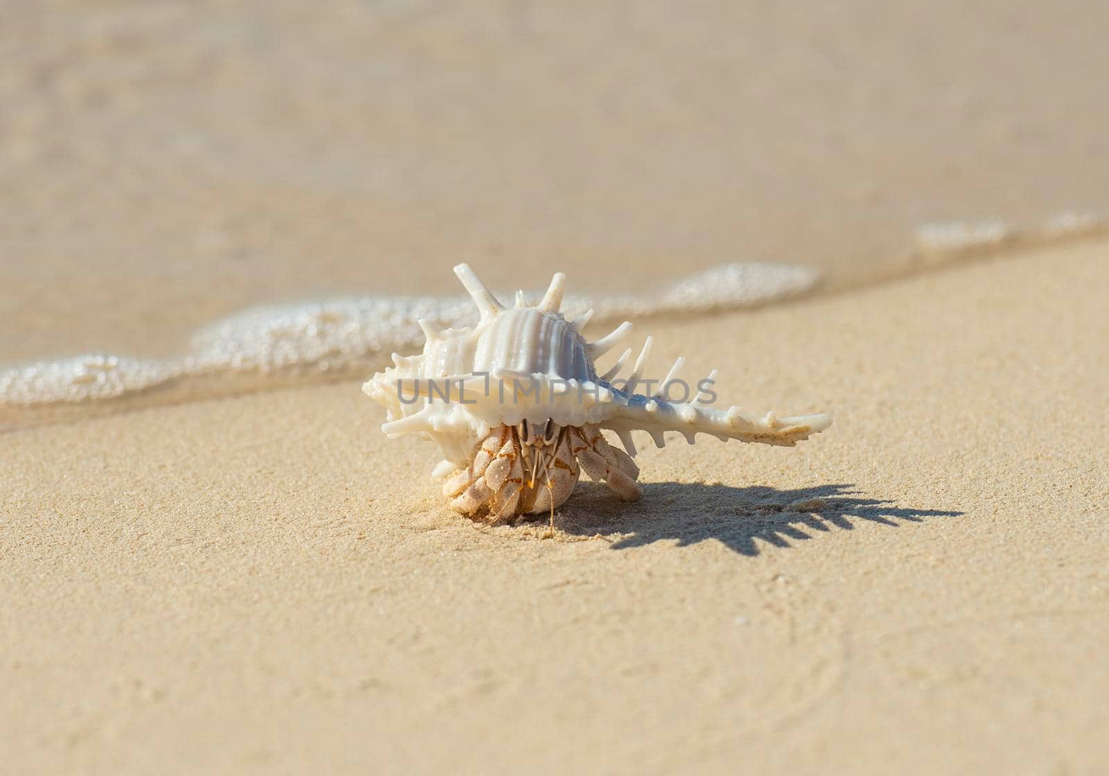 Closeup detail of hermit crab in a white spiky seashell on sandy tropical beach with shadow