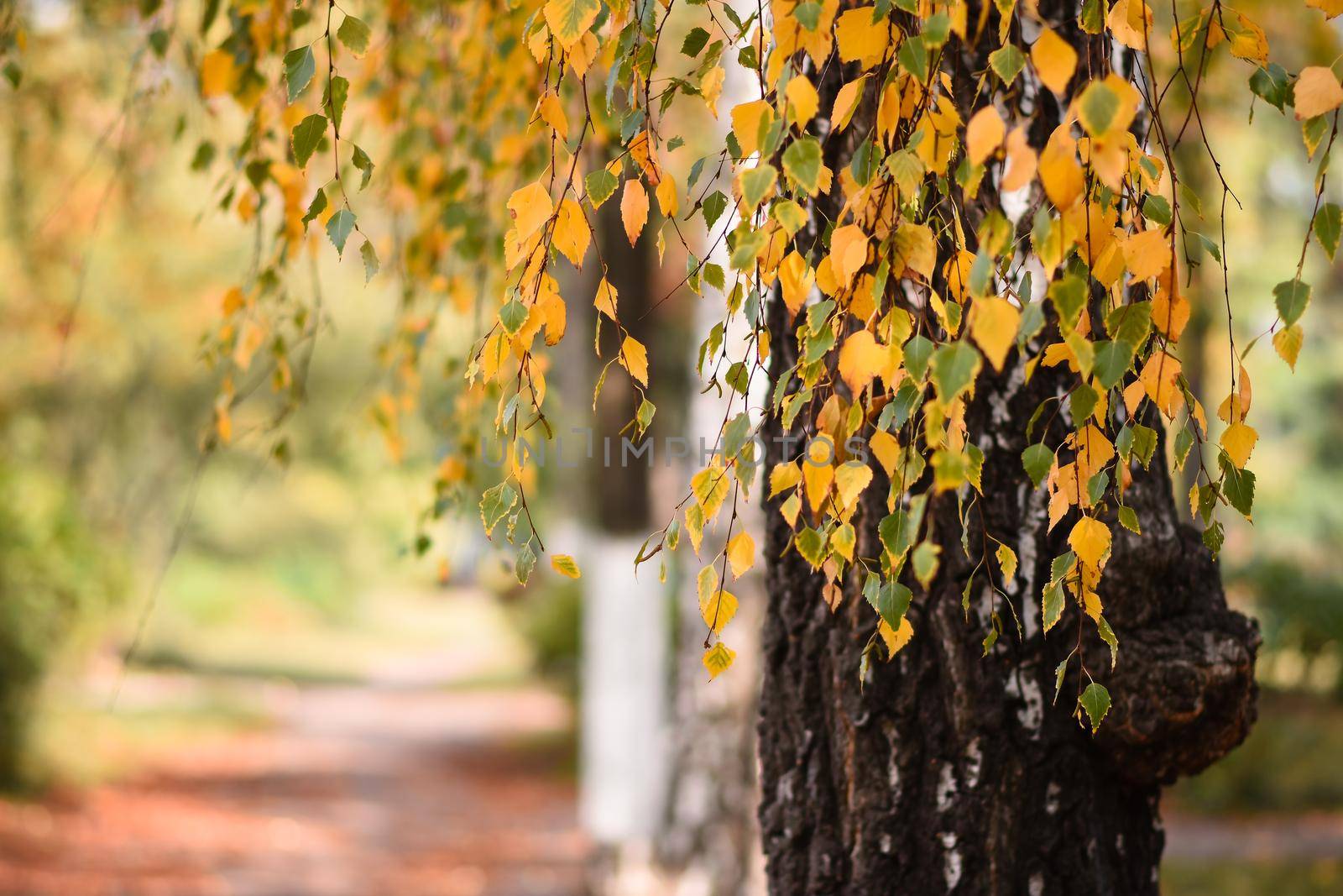 Beautiful colors of Autumn. birch in fall by ja-aljona