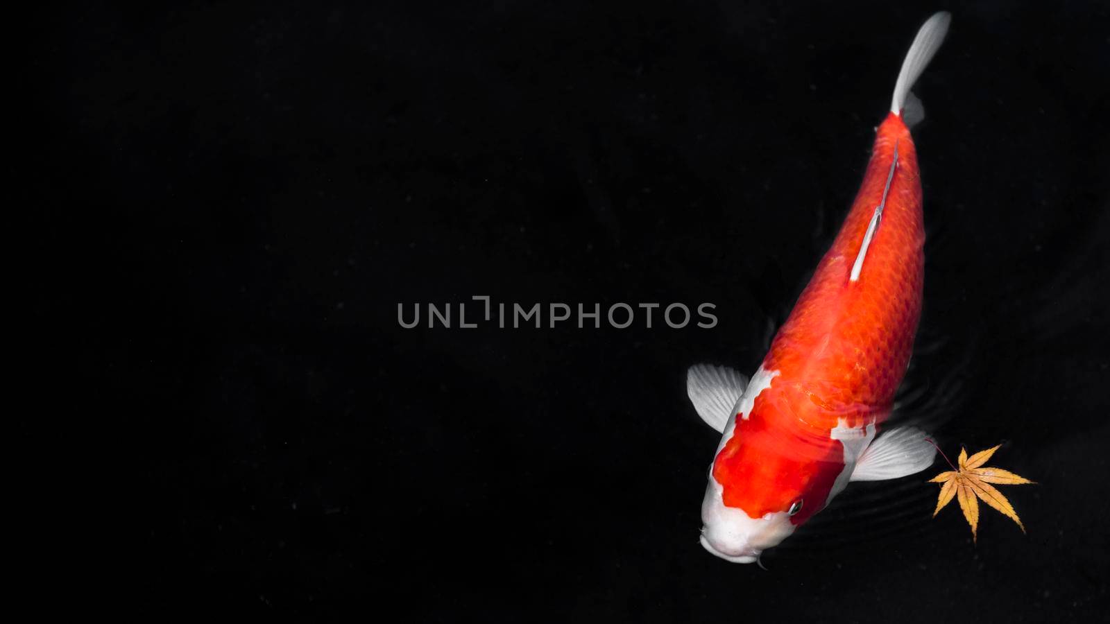 top view colorful koi fishes. High resolution photo