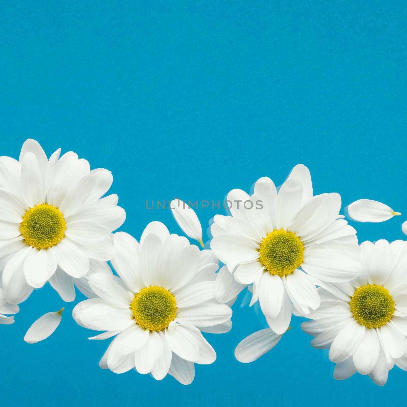 flat lay spring daisies with petals copy space by Zahard