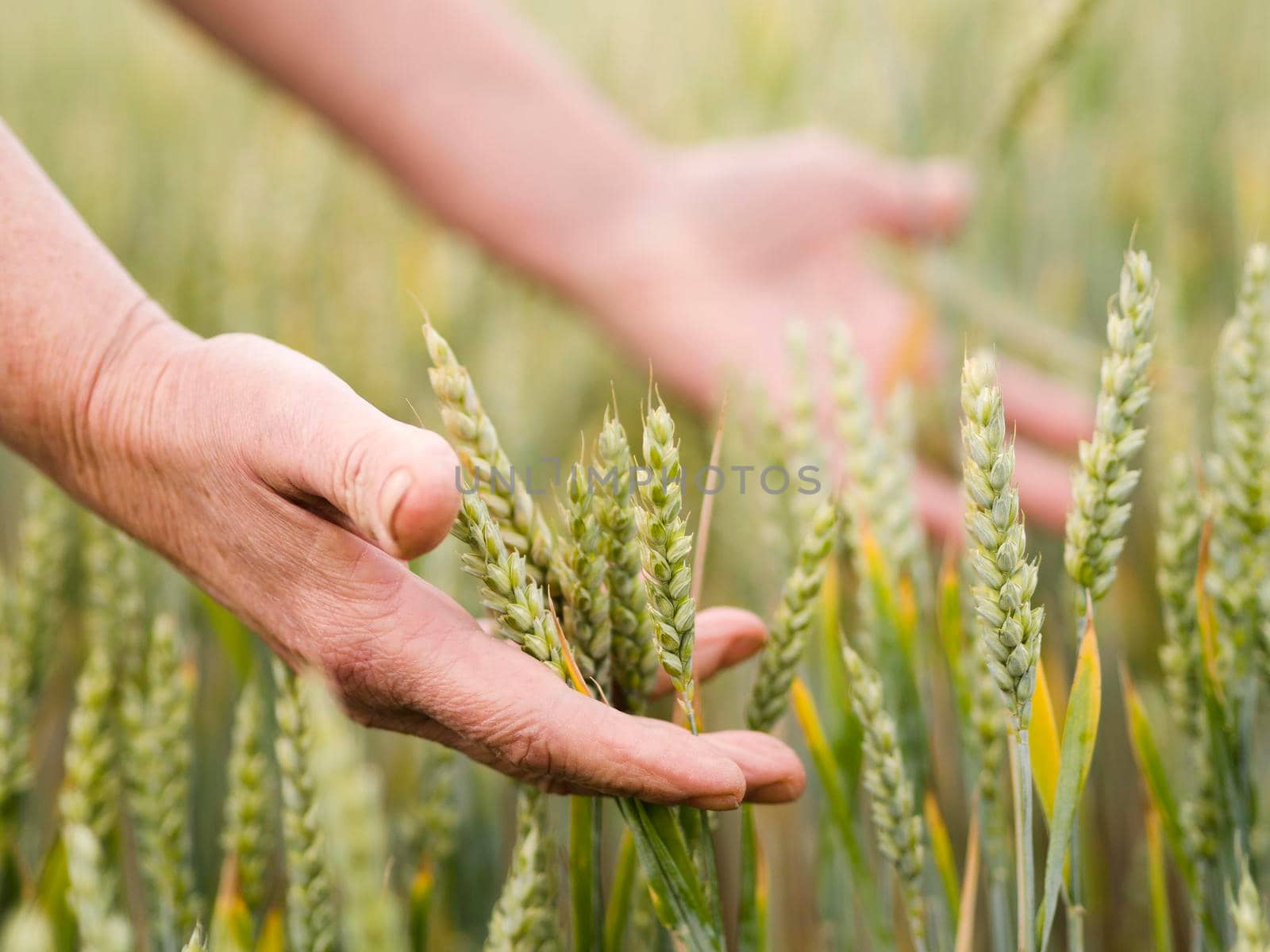 woman holding wheat her hands. High quality photo by Zahard