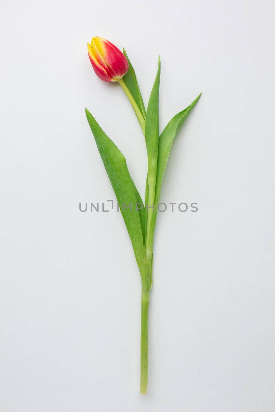 top view tulips flower by Zahard