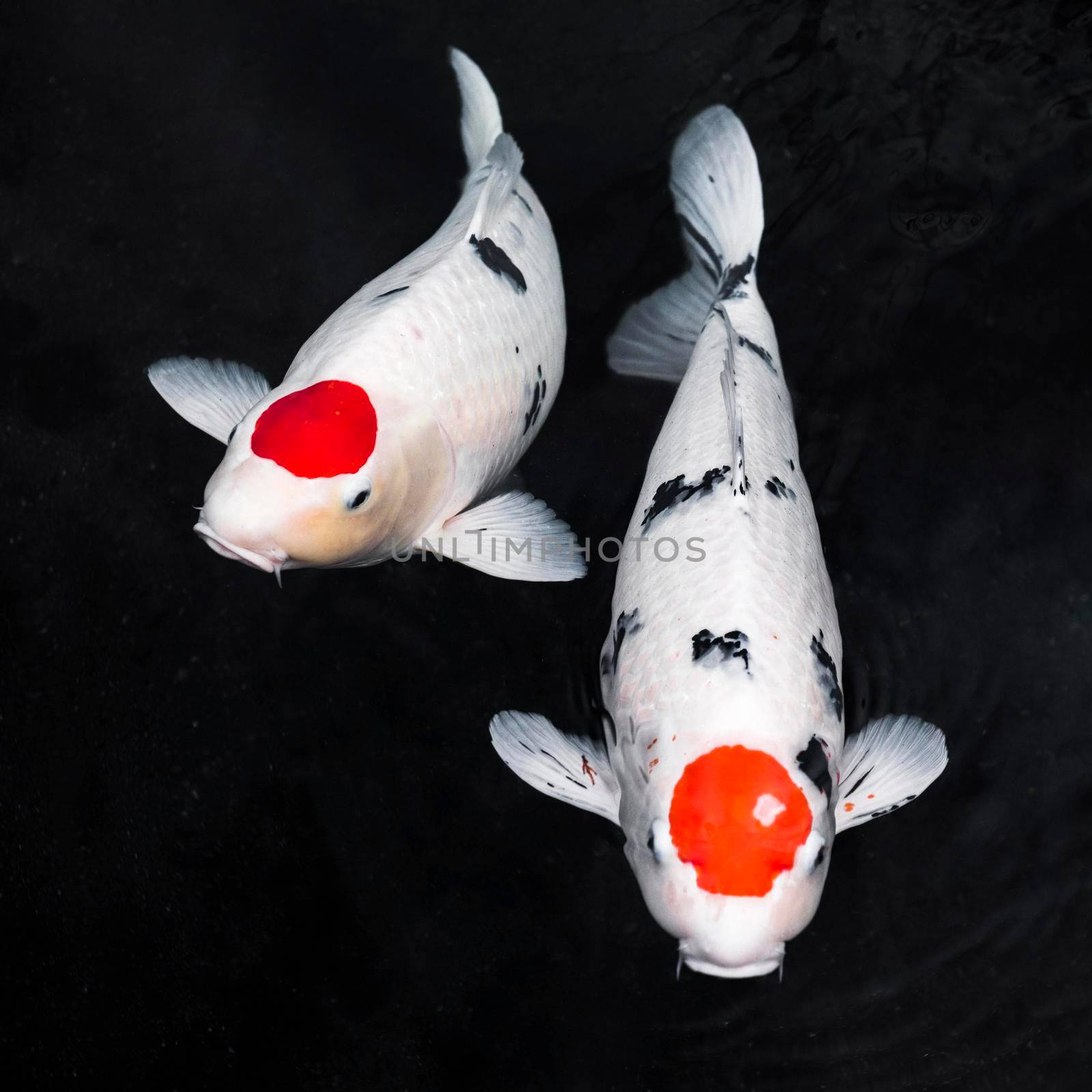 top view koi fishes. High quality photo by Zahard