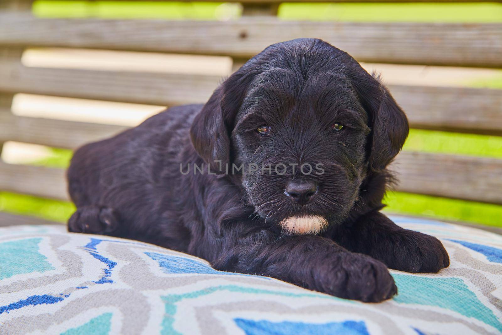 Cute black golden retriever with white chin on patio furniture by njproductions