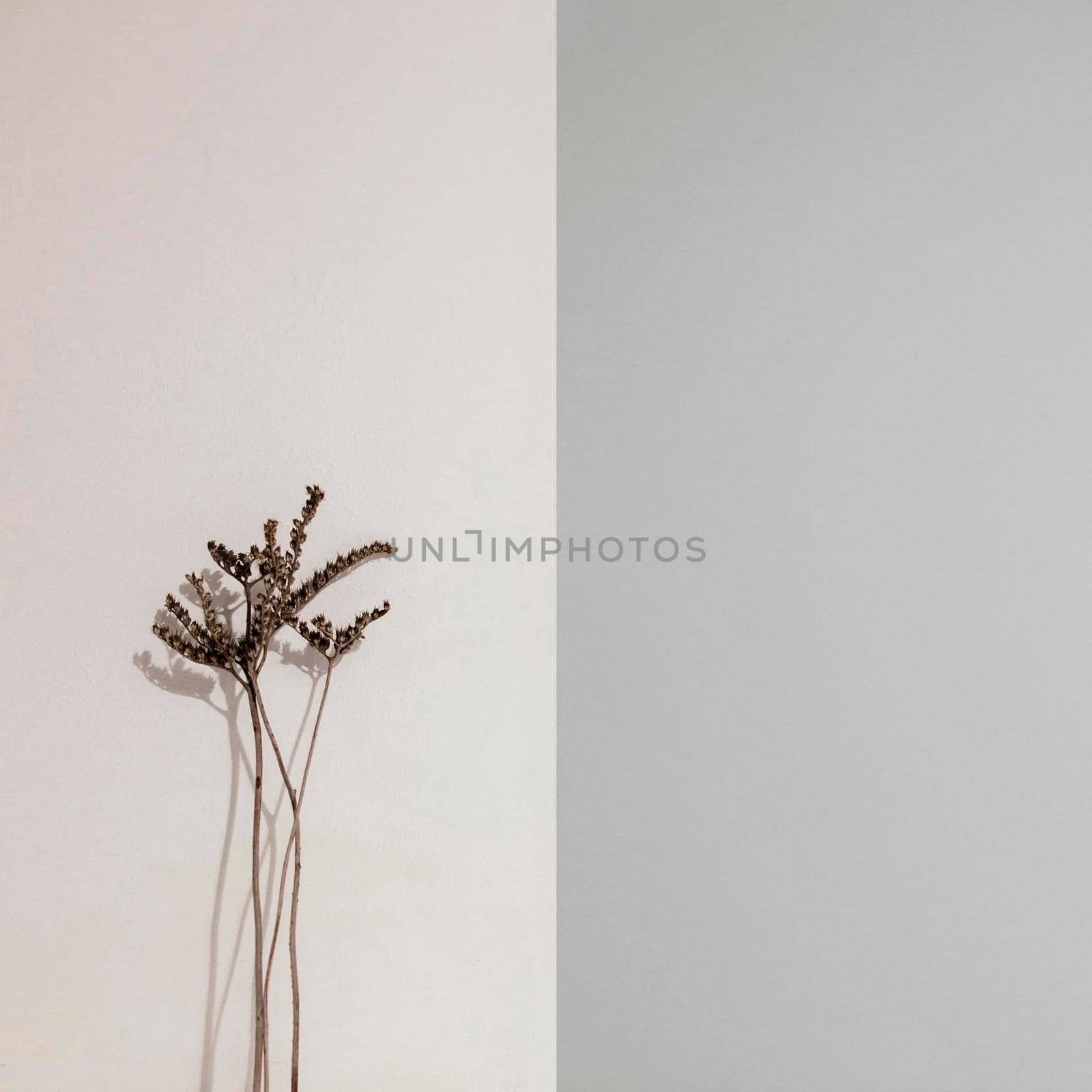 abstract minimal plant leaning wall front view. High resolution photo