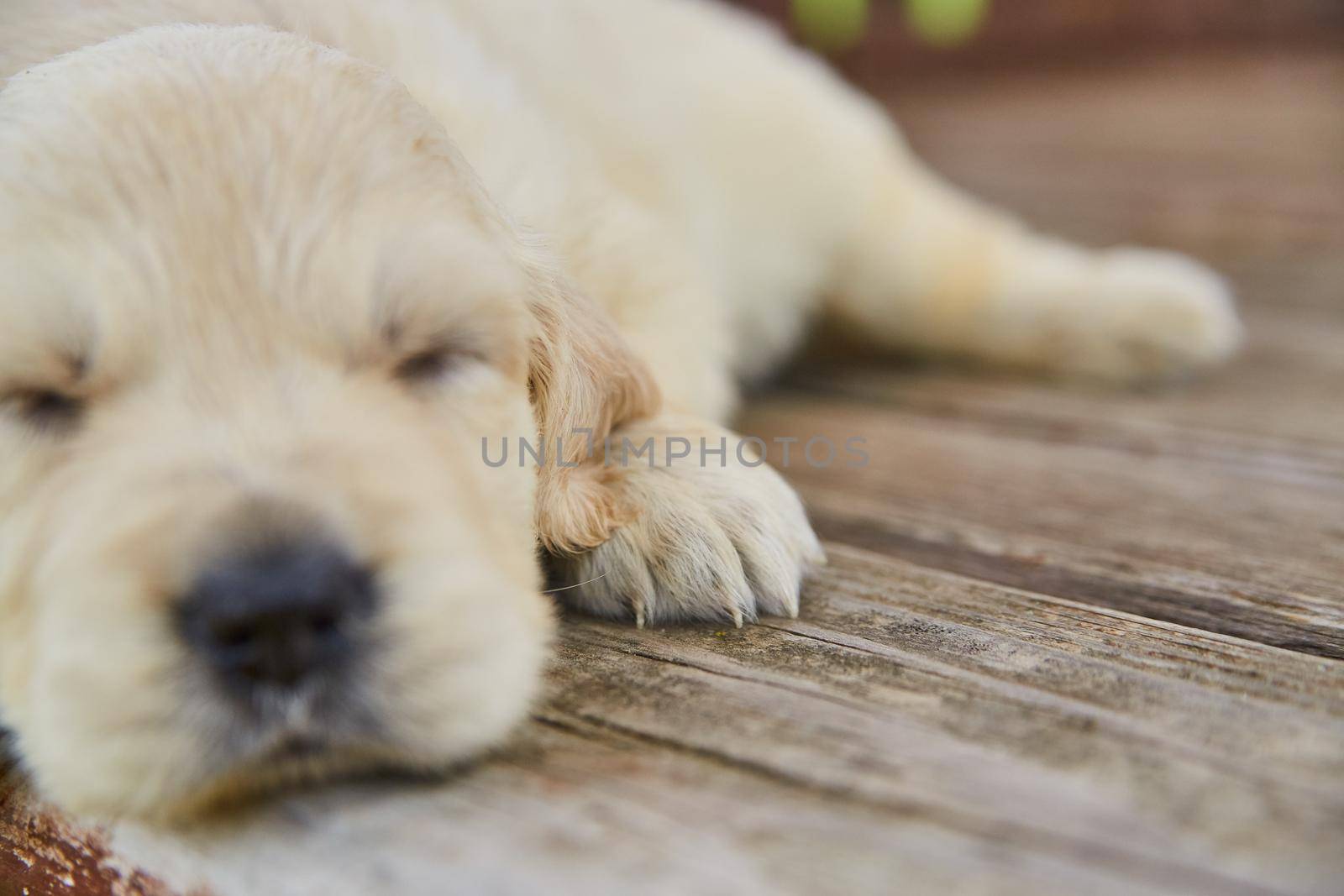 Detail of cute golden retriever puppy paws on wood deck by njproductions