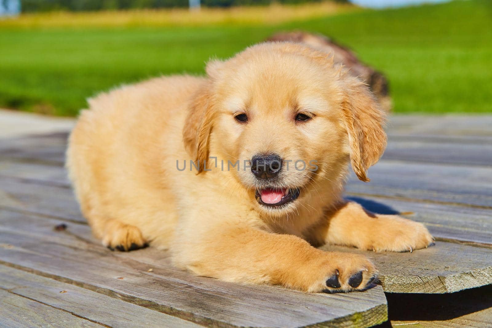 Image of Cute golden retriever panting on wood blanks with green in background