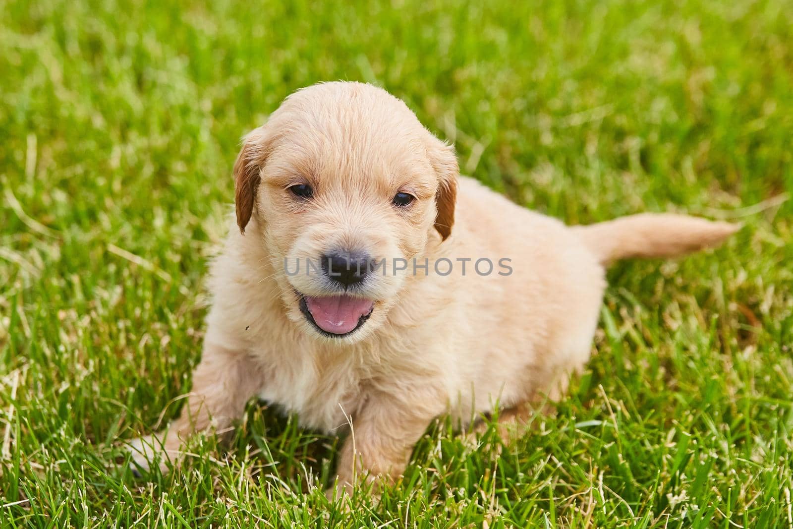 Close up of light brown golden retriever puppy panting in grass by njproductions