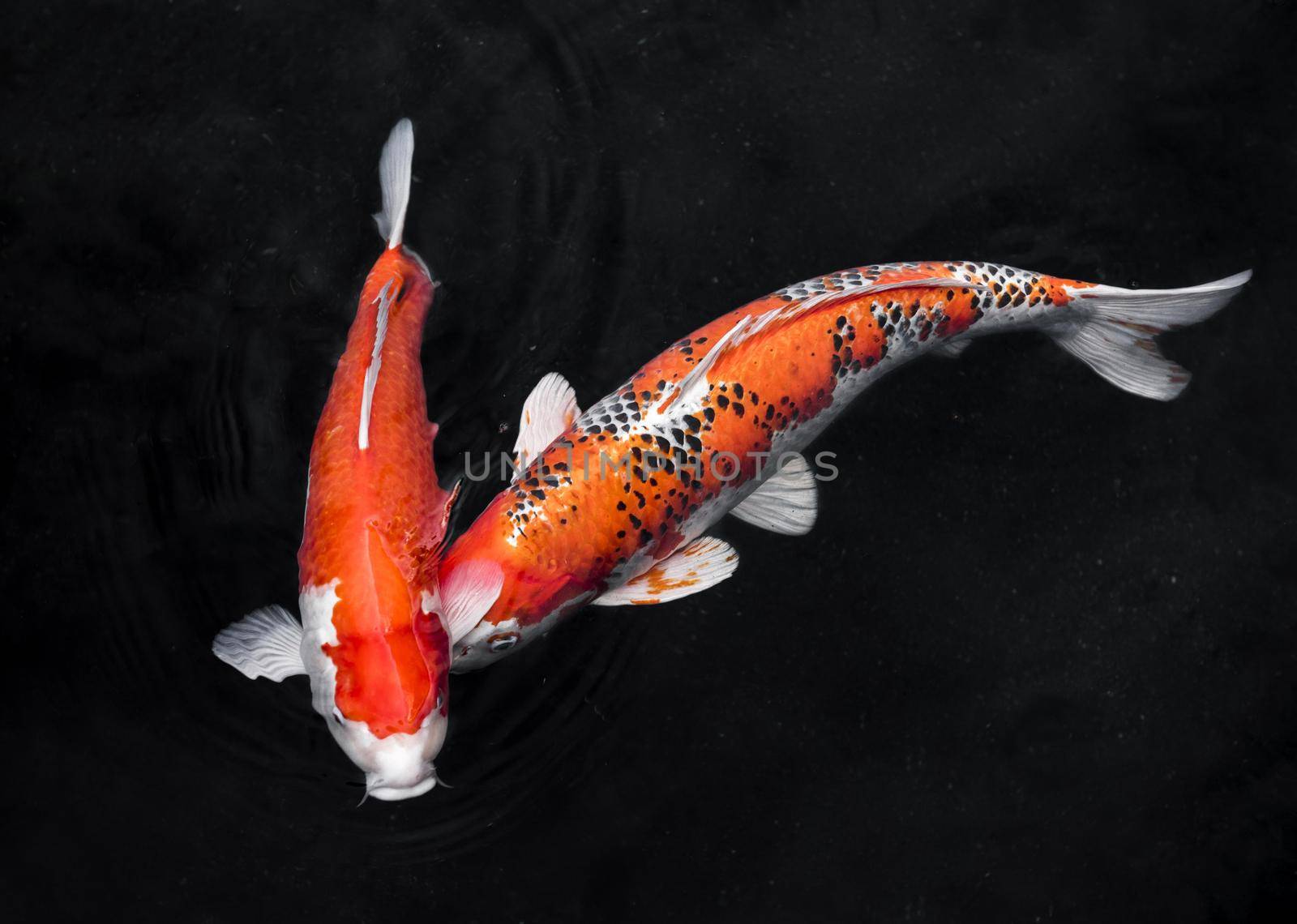 top view colorful koi fishes2. Resolution and high quality beautiful photo