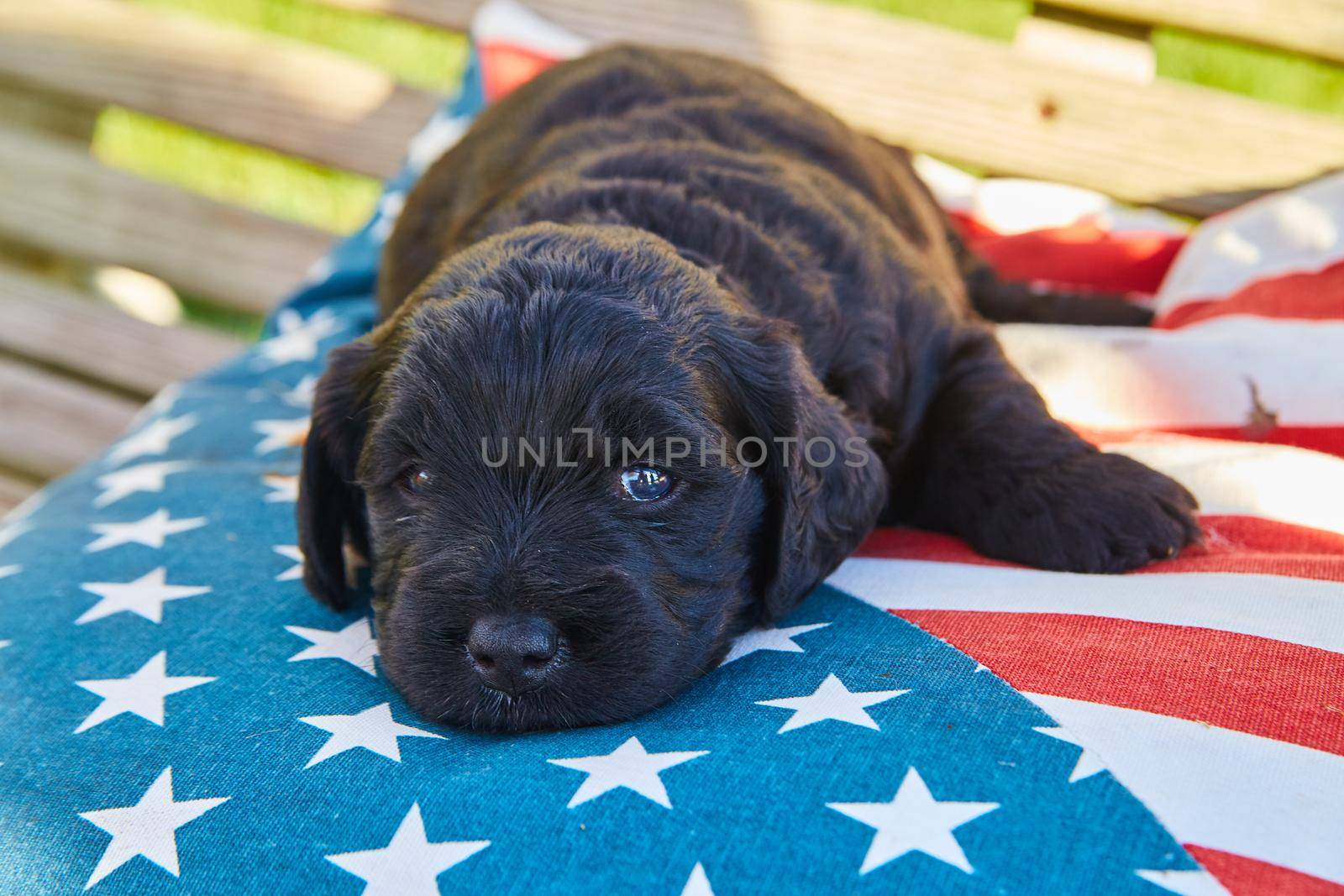 Image of Adorable dark golden retriever resting on american flag pillow
