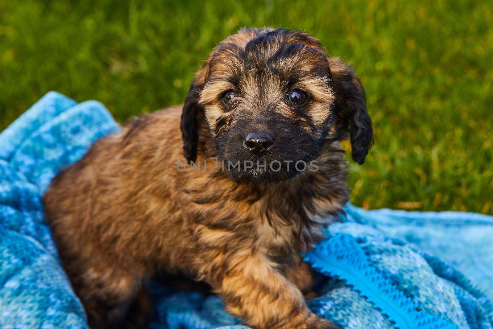 Image of Black and brown spotted goldendoodle puppy in blue blanket by grass
