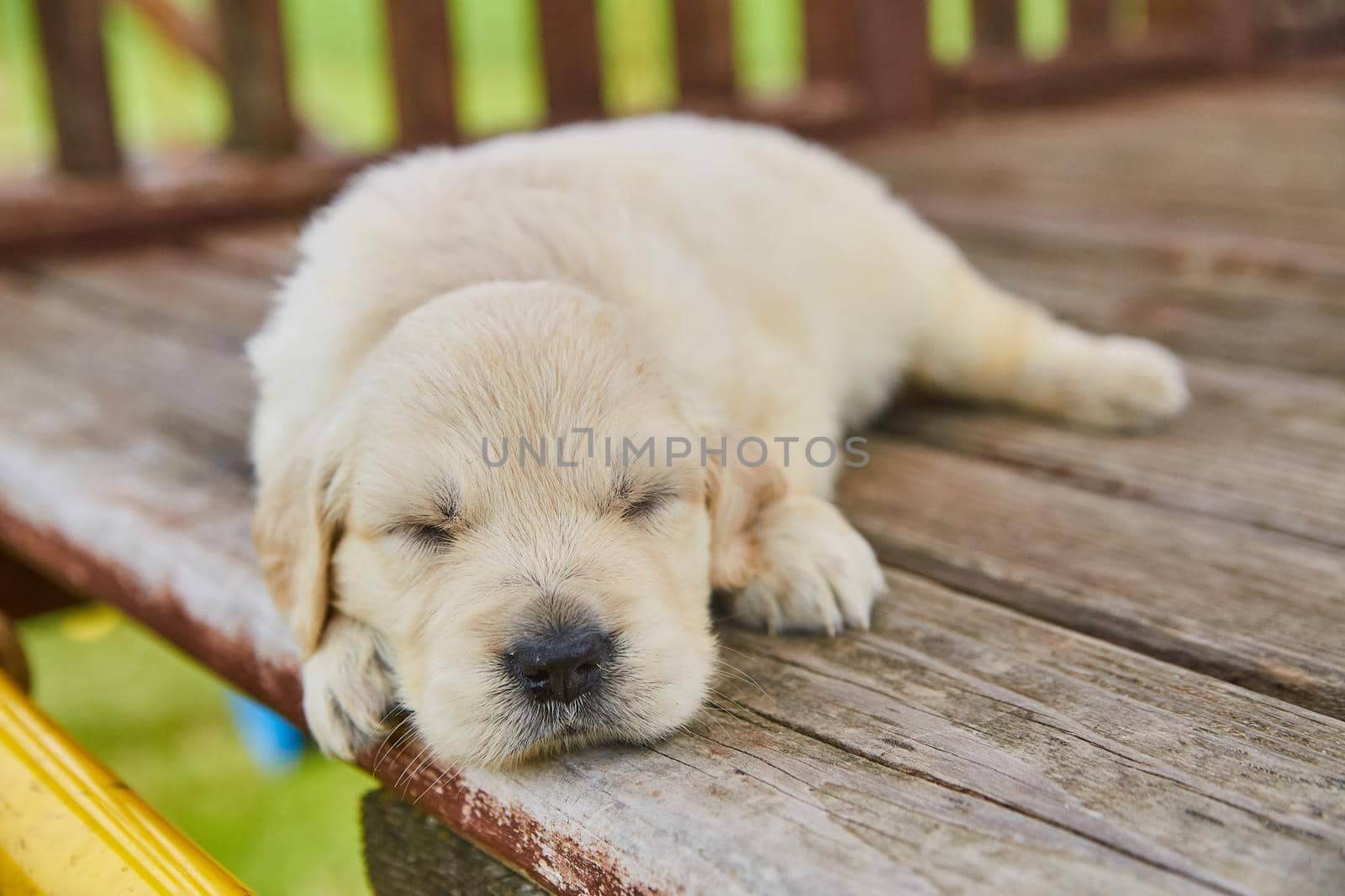 Image of White golden retriever puppy sleeping on playground wood deck outside