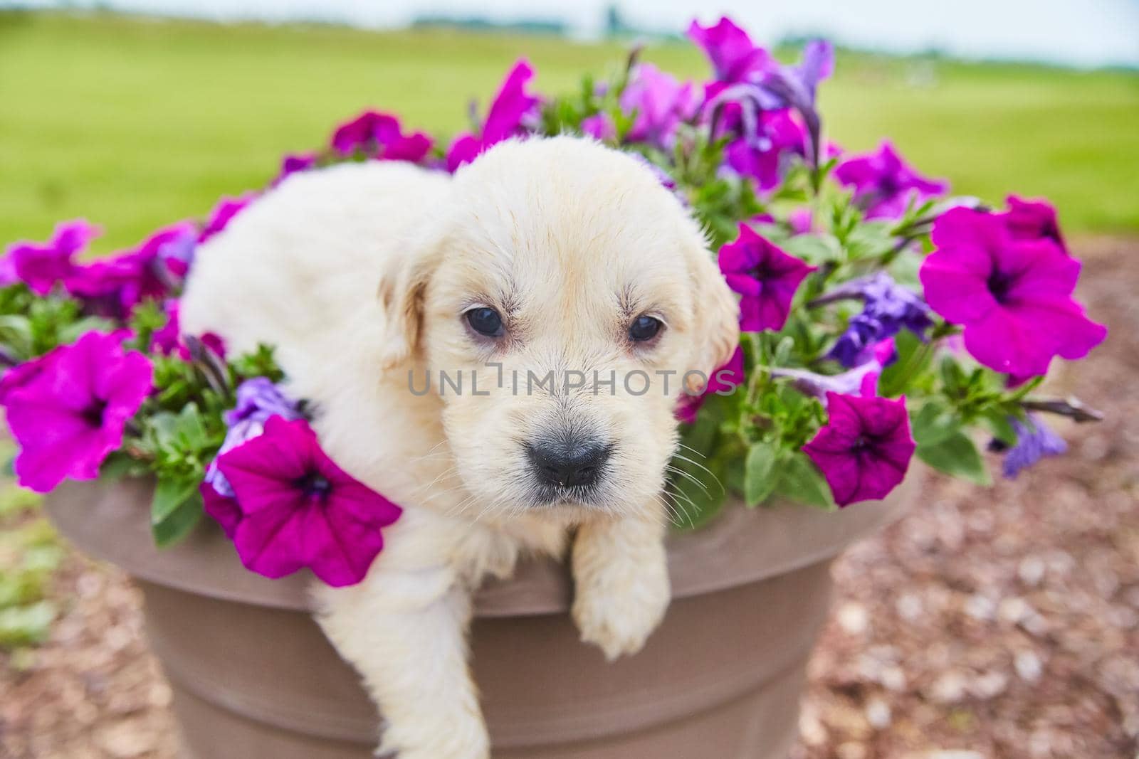 Image of Adorable golden retriever puppy looking at you in colorful purple flower planter
