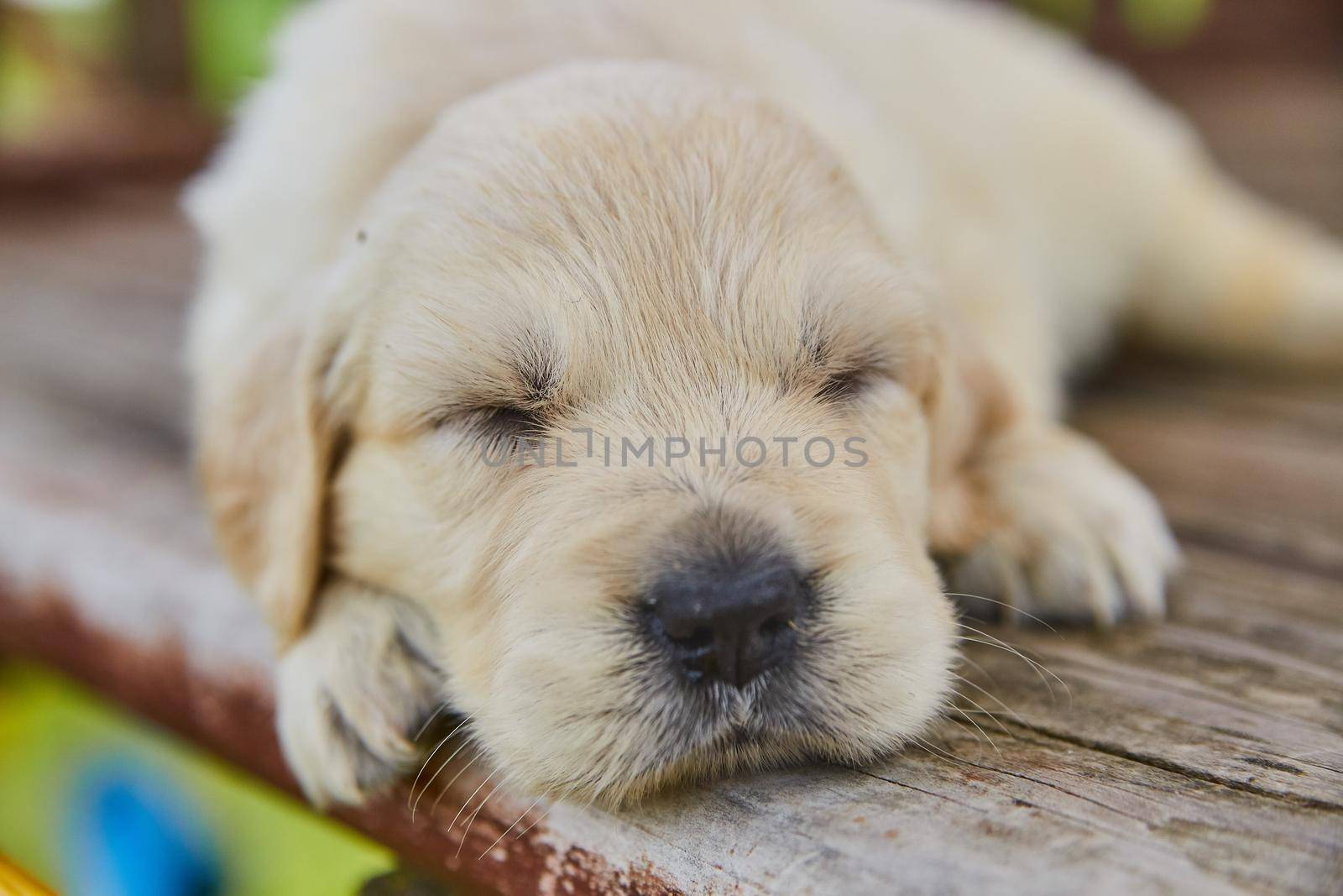 Image of Close up of white golden retriever puppy sleeping on wood decking