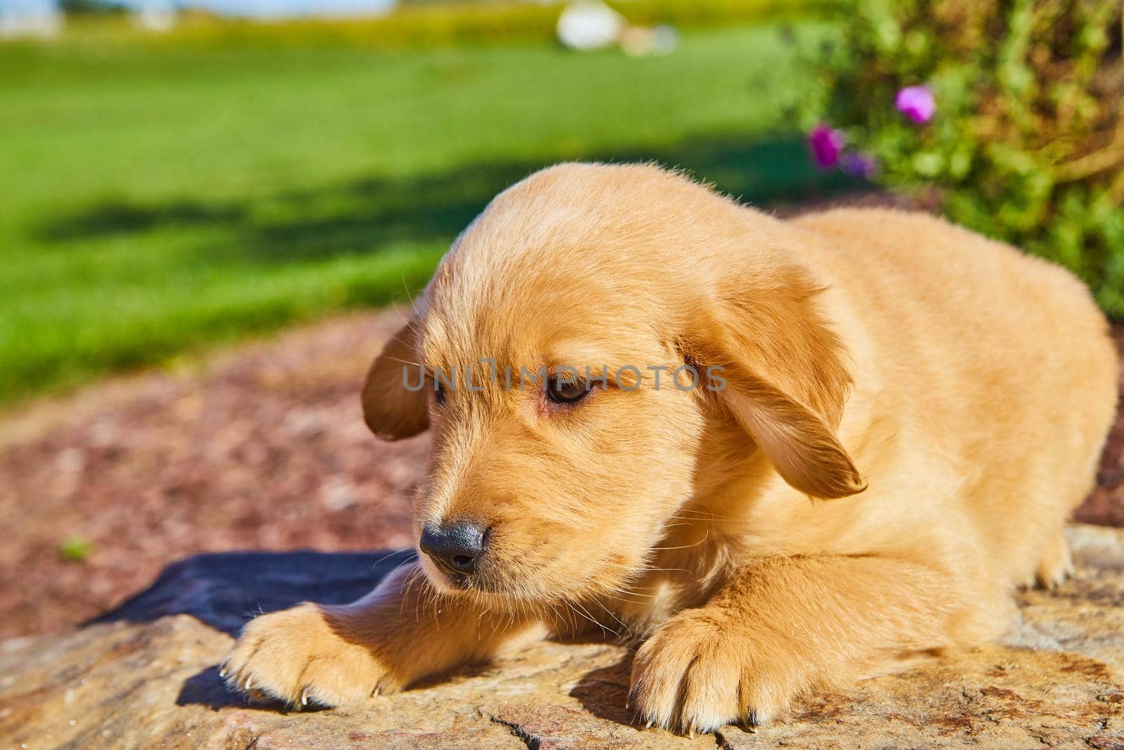 Adorable golden retriever puppy resting on rock with field of grass in background by njproductions
