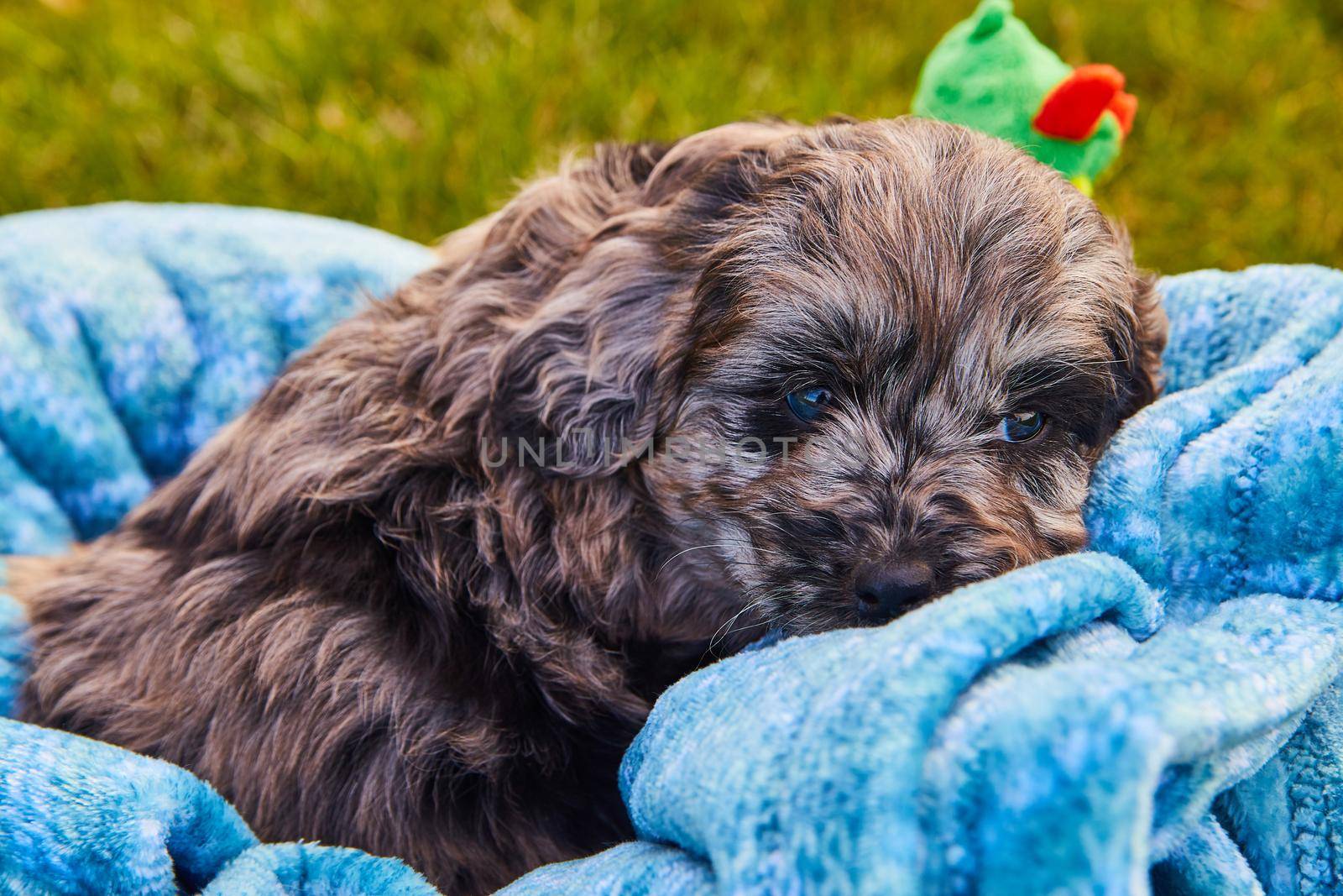 Image of Adorable sleeping black goldendoodle puppy in blue blanket