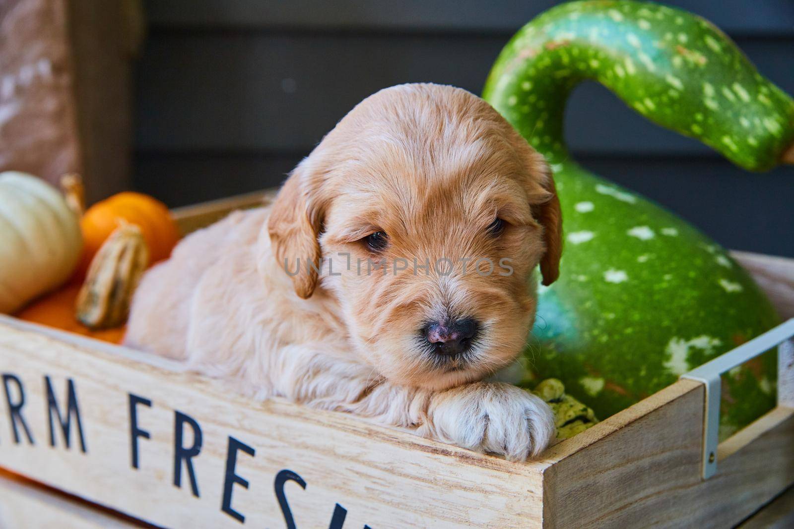 Image of Fall theme wood crate with gourds and golden retriever puppy