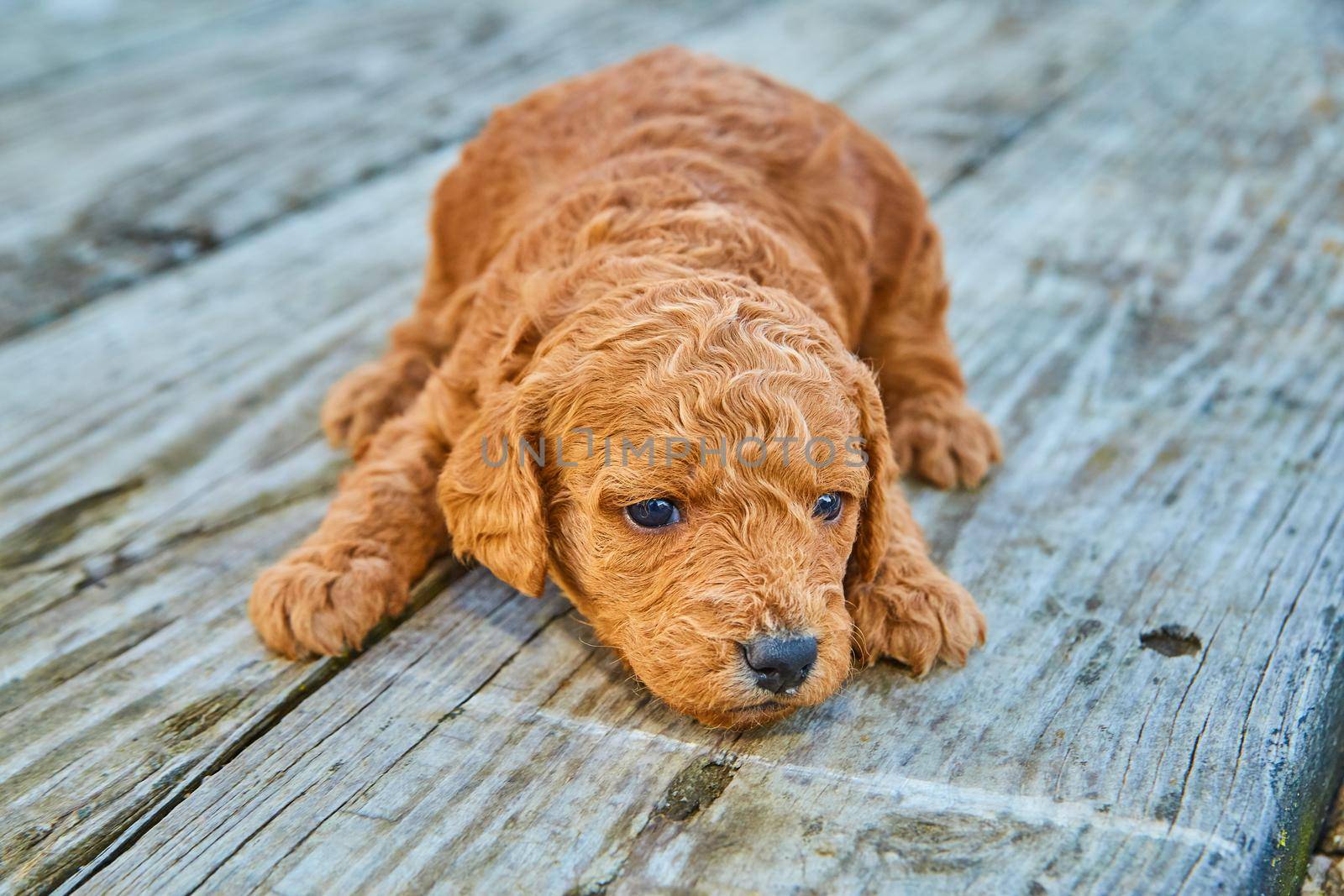 Image of Dark brown goldendoodle resting and looking out on wood boards