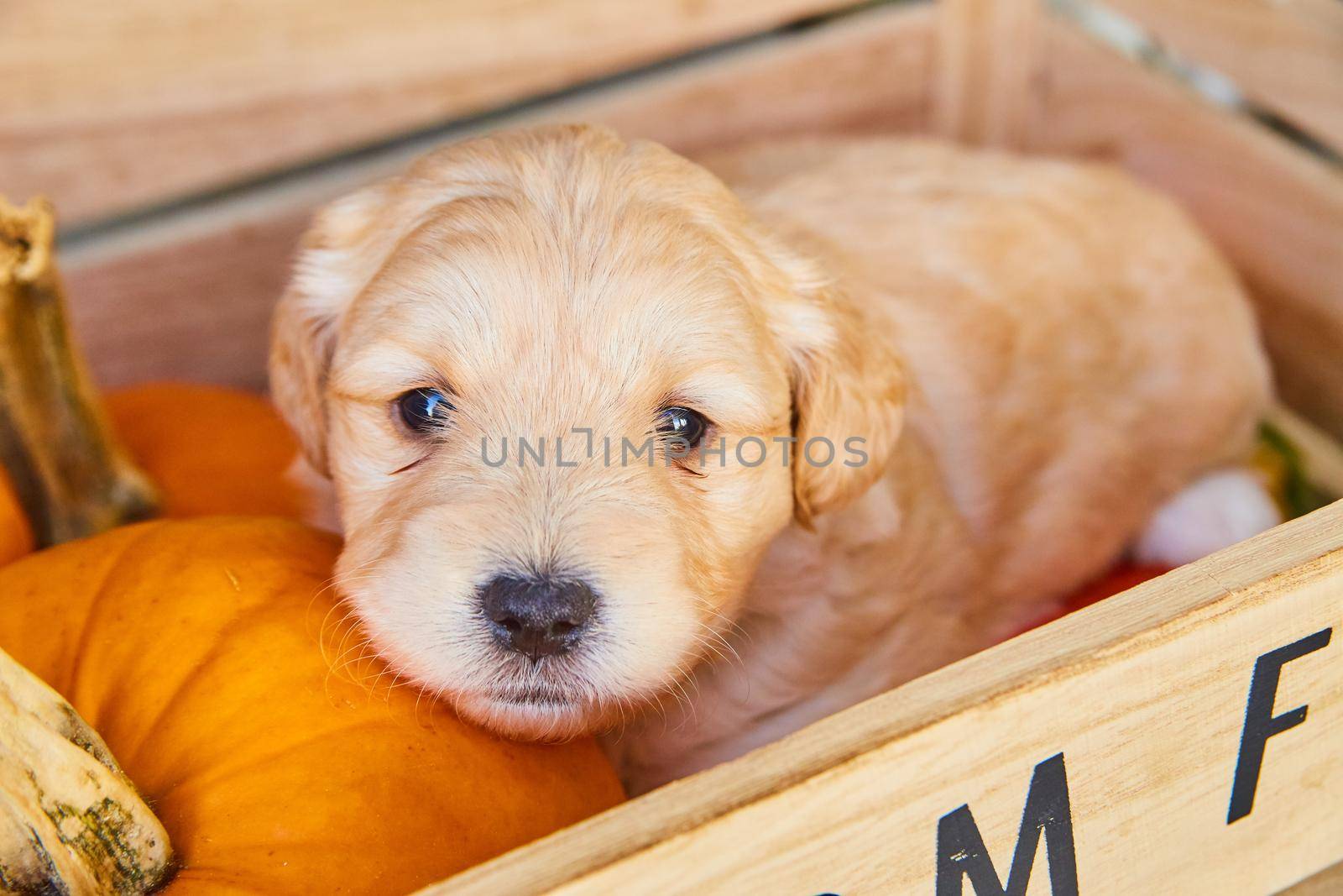 Image of Adorable golden retriever puppy in wood box with fall pumpkins
