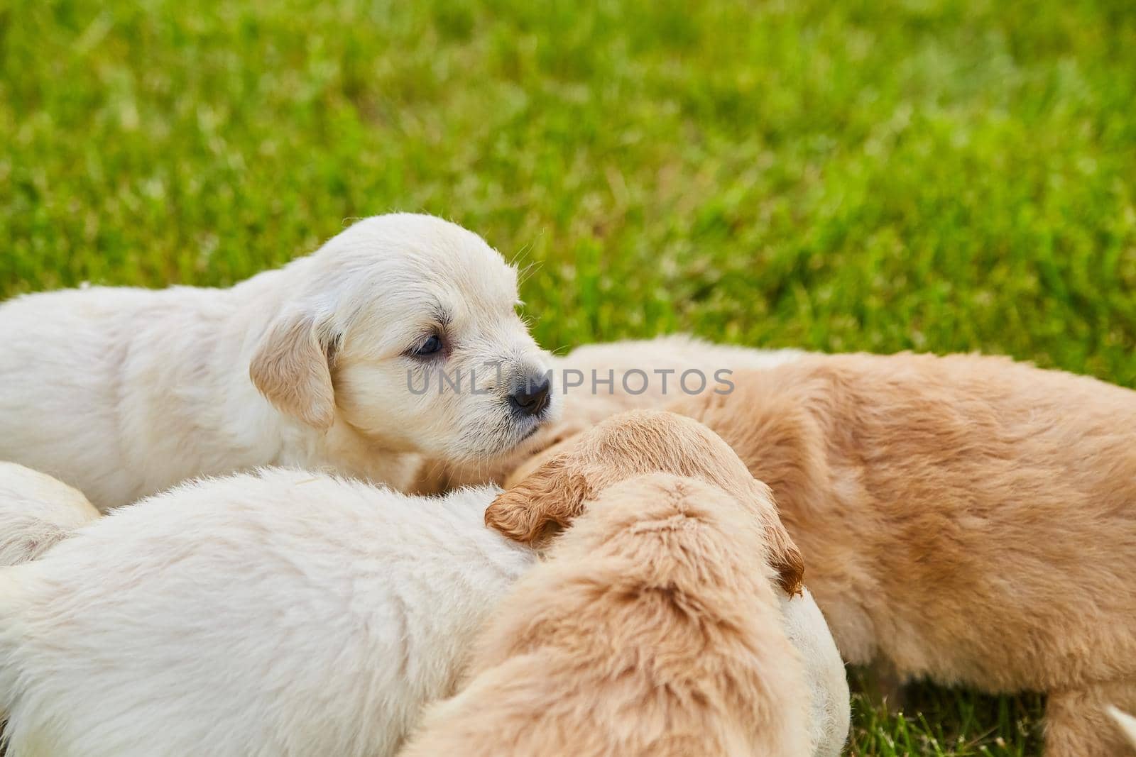 Image of Litter of golden retriever puppies of creme and brown