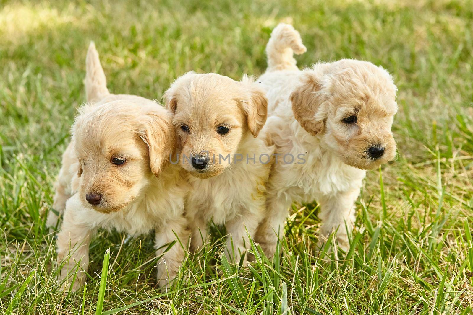 Image of Three tiny and adorable Goldendoodle puppies together in the grass
