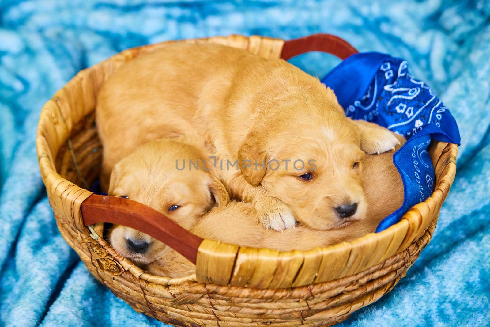 Tiny light brown golden retriever puppies in woven basket on blue blanket by njproductions