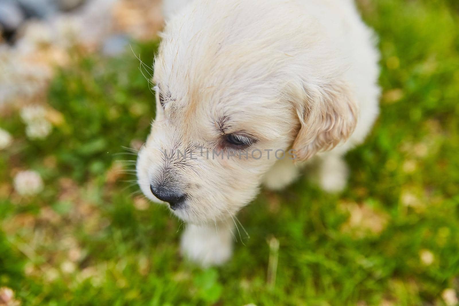 Cute golden retriever from above in grass with detail of face by njproductions