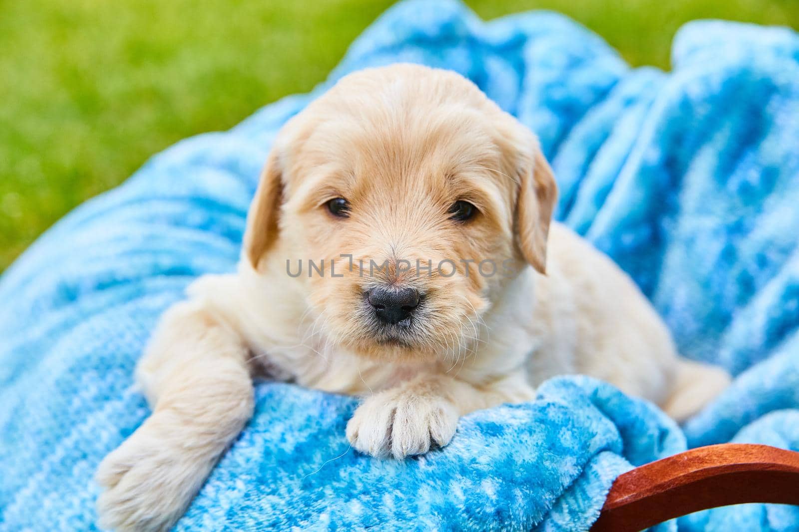 Image of Adorable white golden retriever puppy laying in a blue blanket