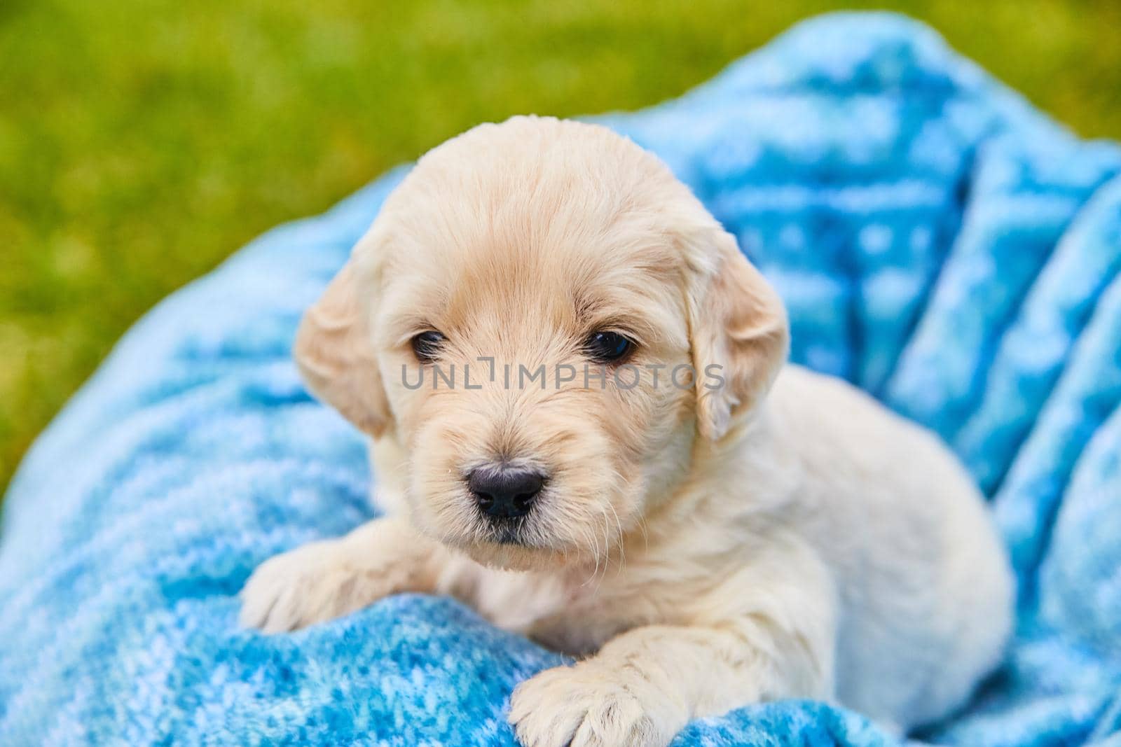 Adorable bright white golden retriever puppy in a blue blanket by njproductions