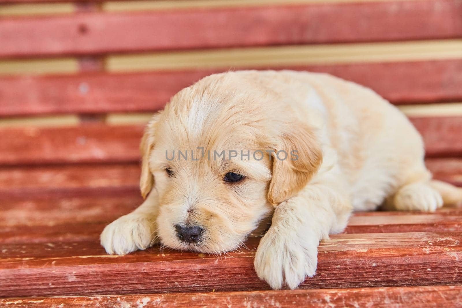 White golden retriever almost asleep in red bench by njproductions
