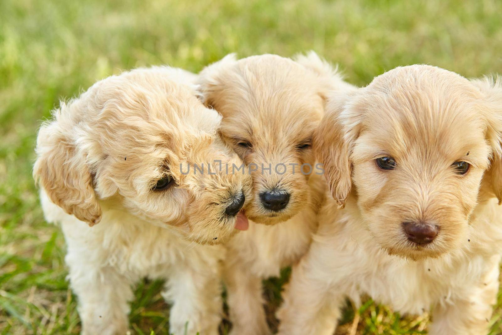 Close-up of litter of three Goldendoodle puppies on grass by njproductions