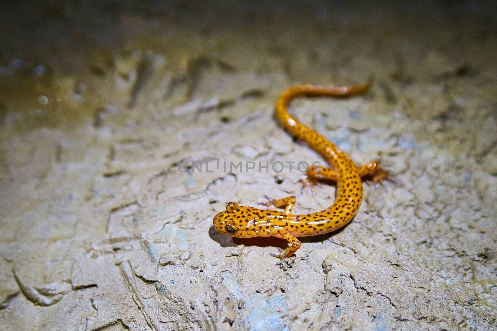 Image of Tiny lizard with a yellow body and brown spots that is a salamander