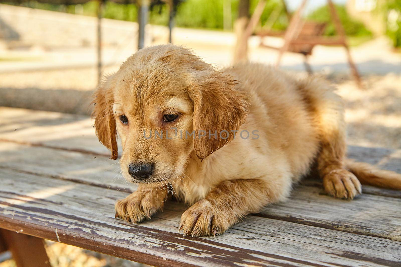 Image of Tired and wet Labradoodle puppy resting on wood boards