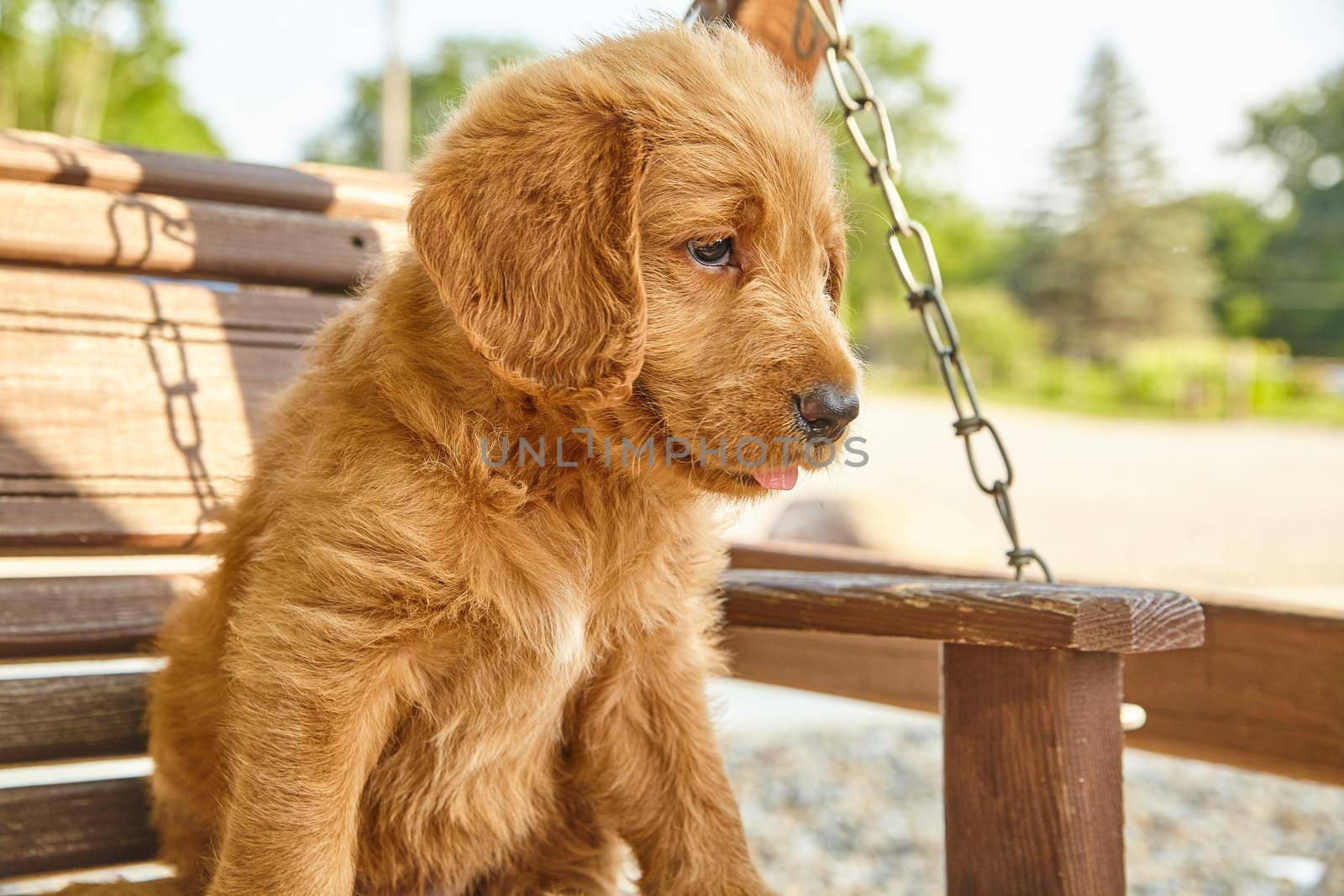 Image of Labradoodle puppy sitting on swinging bench
