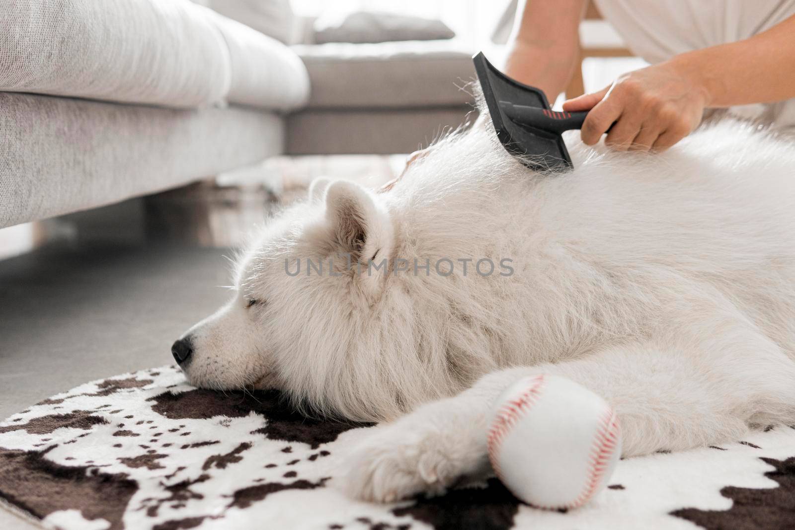 beautiful fluffy white dog. Beautiful photo