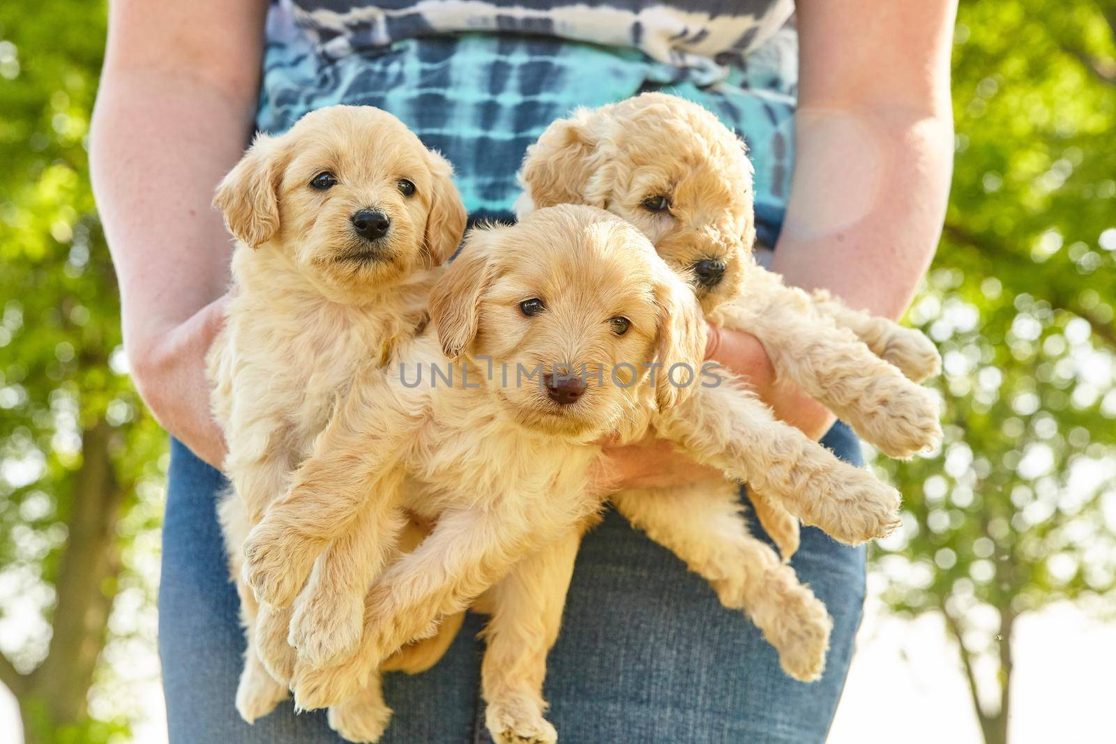 Litter of three adorable white Goldendoodle puppies being held in arms of a woman by njproductions